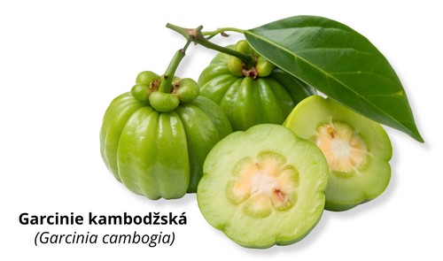 Garcinie kambodžská